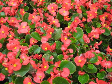 begonija lv|types of begonias.